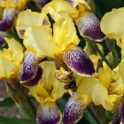 Kosatec německý Nibelungen - Iris germanica - hlízy - 1 ks