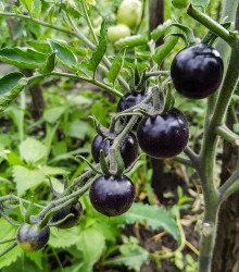 BIO Rajče Indigo Rose - Solanum lycopersicum - bio semena - 7 ks