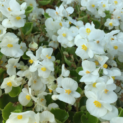Begonie Super Olympia bílá F1 - Begonia semperflorens - semena - 12 ks