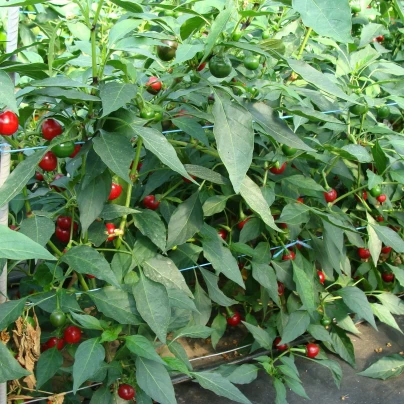 Chilli Korál - Capsicum annuum - semena - 40 ks