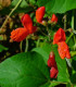 Fazole šarlatová pnoucí Hestia - Phaseolus coccineus - semena - 10 ks