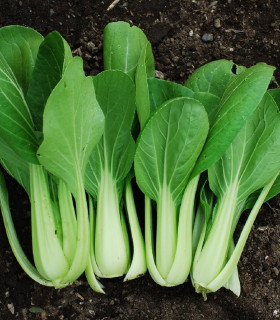 Pak Choi Golden Lion - Asijská zelenina - semena - 0,2 g