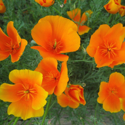 Sluncovka kalifornská oranžová - Eschscholzia californica - semena - 450 ks