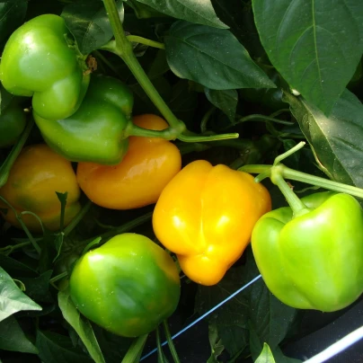 Paprika Afrodita - Capsicum annuum - semena - 20 ks