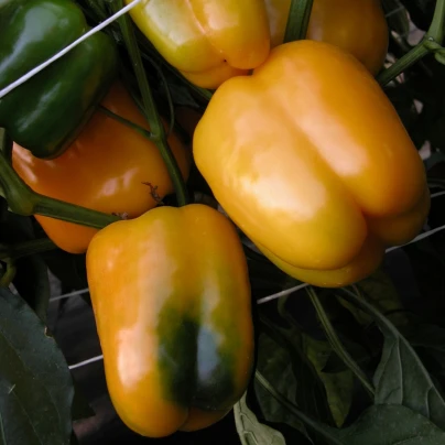 Paprika Mystery - Capsicum annuum - semena - 15 ks