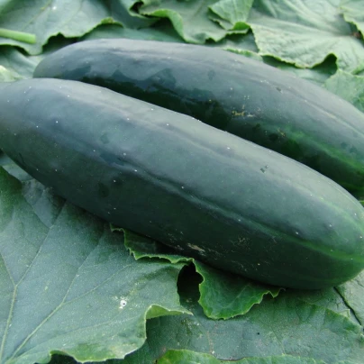 Okurka salátová Obelix F1 - Cucumis sativa - semena - 20 ks