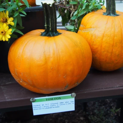 Dýně Tom Fox na Halloween - Cucurbita pepo - semena - 5 ks