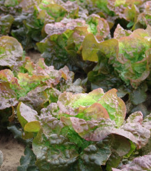 Salát hlávkový červený Rosemarry - Lactuca sativa - semena - 200 ks