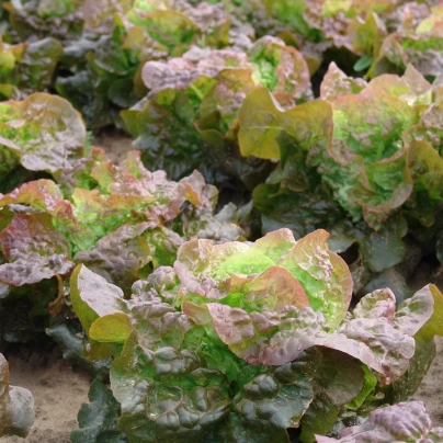 Salát hlávkový červený Rosemarry - Lactuca sativa - semena - 200 ks