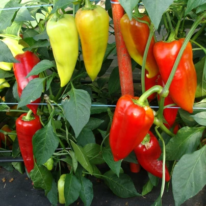 Paprika Beja F1 - Capsicum annuum - semena - 10 ks