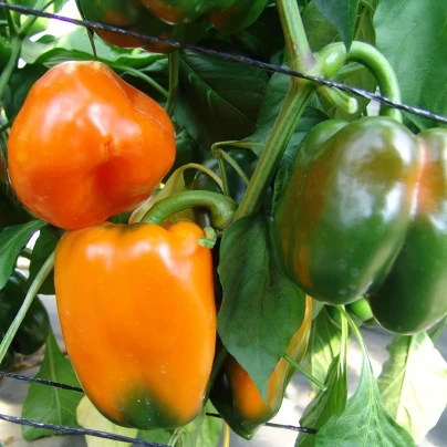 Paprika F1 Kubista roční - Capsicum annuum - semena - 10 ks