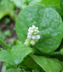 Malabarský špenát bílý - Basella alba - semena - 0,5 g