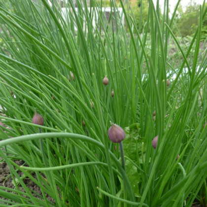 Pažitka Grande - Allium schoenoprasum L. - semena - 300 ks