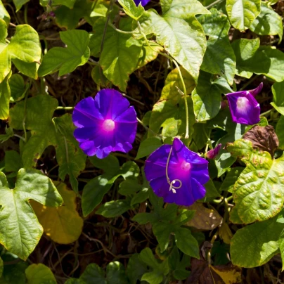 Povíjnice nachová Kniolas Black - Ipomoea purpurea - semena - 20 ks