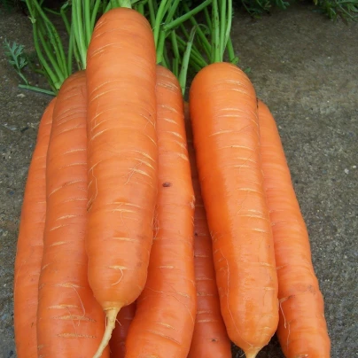 Mrkev pozdní Cidera - Daucus carota - semena - 800 ks