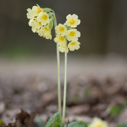 Prvosenka velkokvětá Oxlip - Primula elatior - semena - 20 ks
