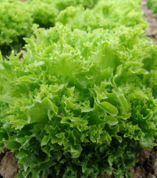 Salát Rekord - letní salát - Lactuca Sativa - semena - 0,3 g