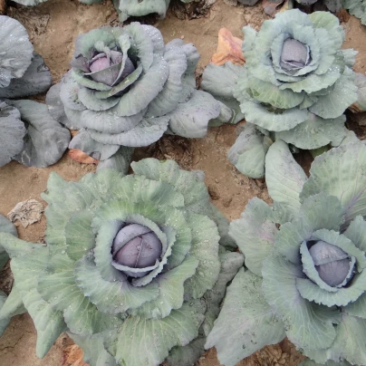 Zelí Rufus - Brassica oleracea - semena - 150 ks