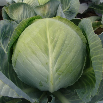 Zelí Aros F1 - Brassica oleracea - semena - 100 ks