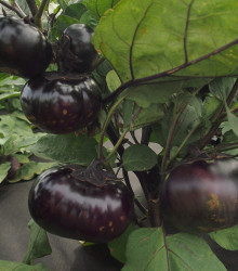 Lilek Laura - Solanum melongena - semena - 20 ks