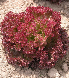 Salát listový Crimson - Lactuca sativa L. - semena - 300 ks