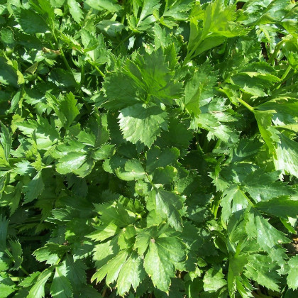 Celer listový kadeřavý Pikant - Apium graveolens var. Secalinum - semena - 400 ks