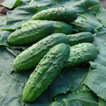 Okurka nakládačka Regina F1 - Cucumis sativus - semena - 20 ks