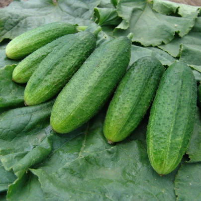 Okurka nakládačka jemnoostná Mira F1 - Cucumis sativus - semena - 35 ks