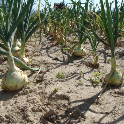 Cibule jarní salátová Globo - Allium cepa - semena - 180 ks