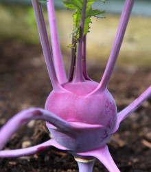 Kedluben raný modrý Purple vienna - Brassica oleracea - semena - 100 ks