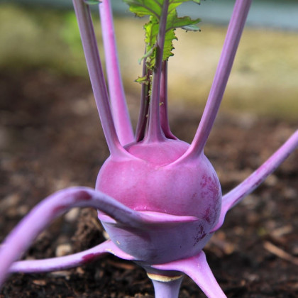 Kedluben raný modrý Purple vienna - Brassica oleracea - semena - 100 ks