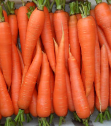 Mrkev Rote Riesen - Daucus carota - semena - 800 ks