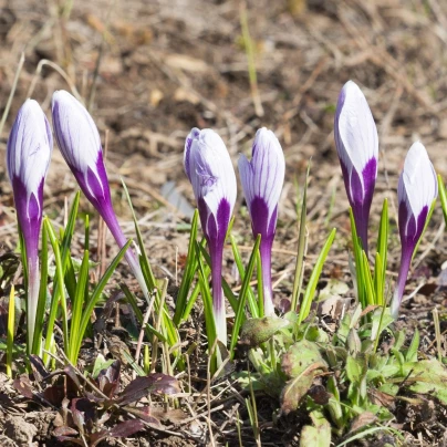 Krokus Striped Beauty - Crocus vernus - cibuloviny - 3 ks