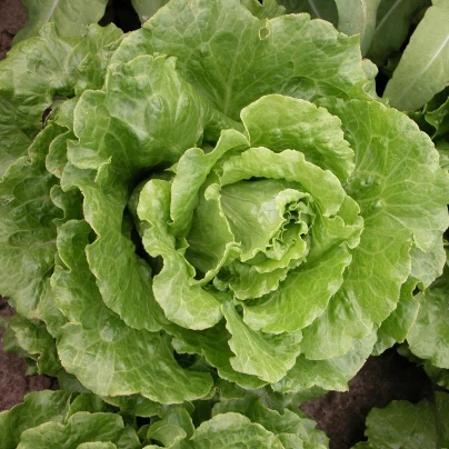 Salát římský Galander - Lactuca sativa var. romana gars - semena - 300 ks