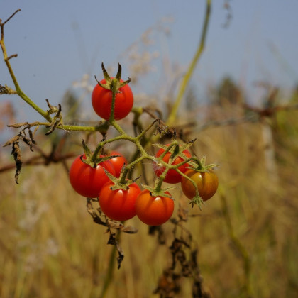 Rajče Bejbino F1 - Solanum lycopersicum - semena - 7 ks