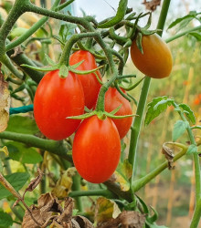 BIO Rajče Taste F1 - Solanum lycopersicum - bio semena - 10 ks