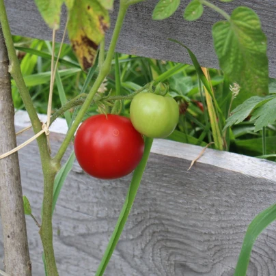 Rajče Matina - Solanum lycopersicum - semena - 20 ks