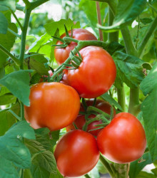 Rajče Hamlet F1 - Solanum lycopersicum - semena - 6 ks