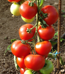 Rajče Dafne F1 - Solanum lycopersicum - semena - 12 ks