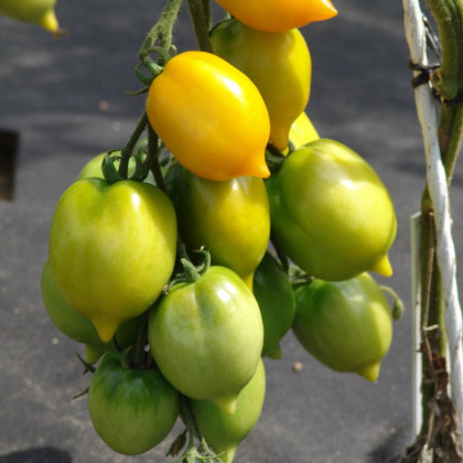 Rajče Citrina - Solanum lycopersicum - semena - 10 ks