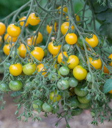 Převislé rajče Tom Yellow - Solanum lycopersicum - semena - 8 ks