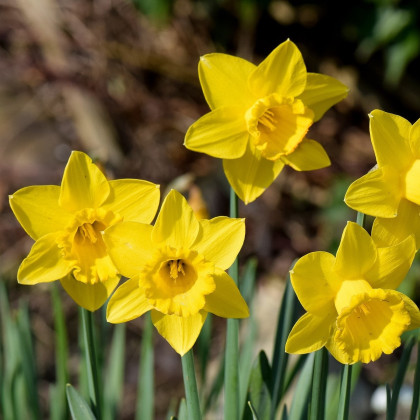 Narcis Carlton - Narcissus - cibuloviny - 3 ks