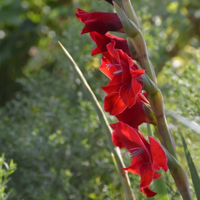 Mečík Nanus Mirella - Gladiolus - cibuloviny - 3 ks