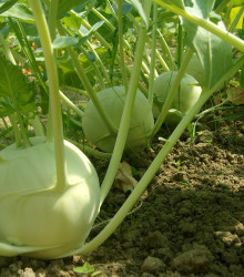 Kedluben obří Superschmelz - Brassica oleracea - semena - 150 ks
