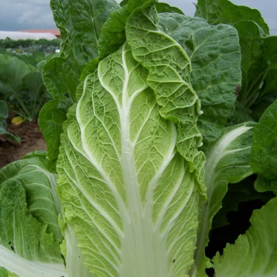 Zelí pekingské Hiltont - Brassica pekinensis - semena - 100 ks