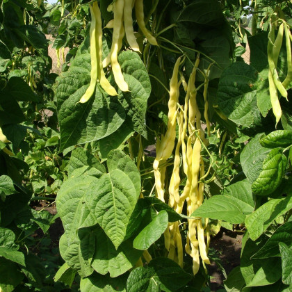 Fazole pnoucí Goldmarie - Phaseolus vulgaris - semena - 15 ks