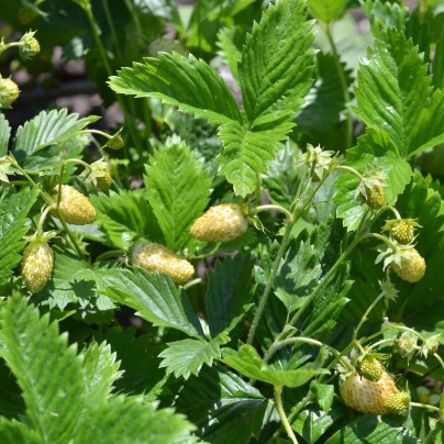 Jahodník měsíční Tubby White - Fragaria vesca - semena - 15 ks