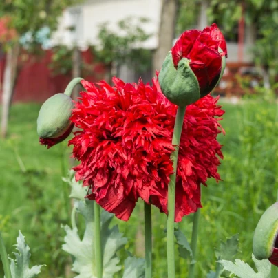 Mák Scarlet Peony - Papaver somniferum - semena - 150 ks