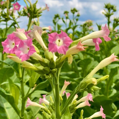 Tabák virginský - Nicotiana tabacum - semena - 150 ks