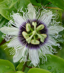 Mučenka jedlá - Passiflora edulus - semena - 5 ks